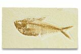 Detailed Fossil Fish (Diplomystus) - Wyoming #289949-1